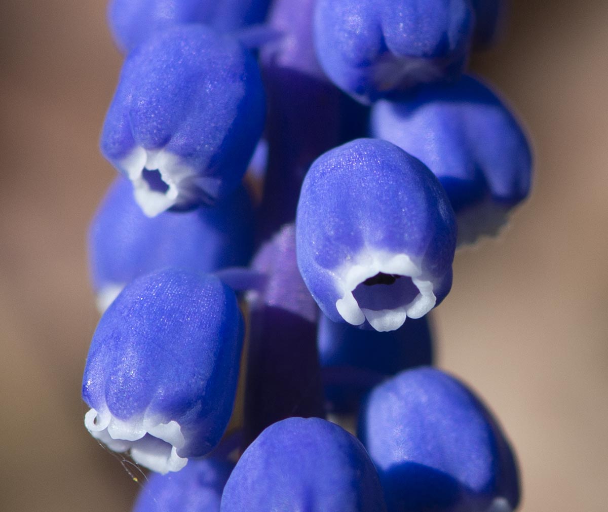 Blüten